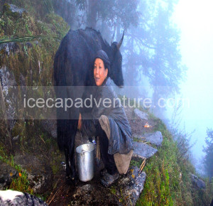 Numbur Cheese Trekking